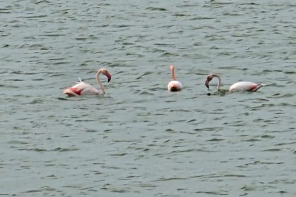 imagini spectaculoase din dobrogea pasari flamingo roz surprinse intr un catun dobrogean 66b868162d233