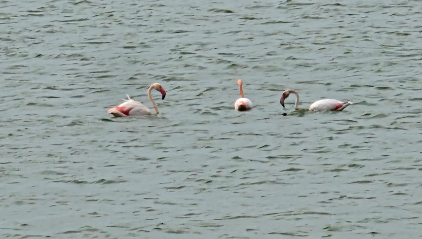 imagini spectaculoase din dobrogea pasari flamingo roz surprinse intr un catun dobrogean 66b868162d233