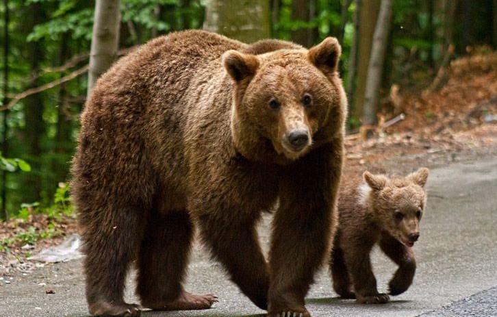 mai multe persoane care hraneau ursi la marginea drumului pe dn2d au fost amendate de jandarmi 66cb7214ad36e