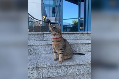 o pisica mascota aeroportului otopeni furata raspunde la numele vasi sau mira si sigur vrea acasa foto 66ceec833f503