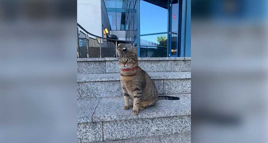 o pisica mascota aeroportului otopeni furata raspunde la numele vasi sau mira si sigur vrea acasa foto 66ceec833f503