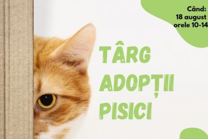 primul targ de adoptii pisici organizat la constanta 66b9e7492cb2b