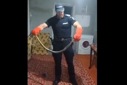 video jandarmii constanteni au capturat un sarpe de peste 2 metri lungime 66c57538e27e7