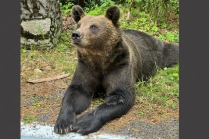 autoritatile au demarat relocarea ursilor de pe transfagarasan 66e1ab3ac76cc