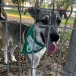 constantenii sunt asteptati la targul de adoptii canine din parcul de la gara 66edb35f0c330