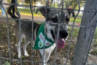 constantenii sunt asteptati la targul de adoptii canine din parcul de la gara 66edb35f0c330