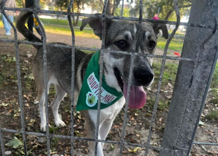 constantenii sunt asteptati la targul de adoptii canine din parcul de la gara 66edb35f0c330