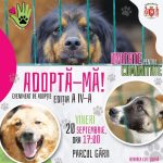 eveniment inedit de adoptie de caini in parcul garii din constanta 66ebdd1ed7212