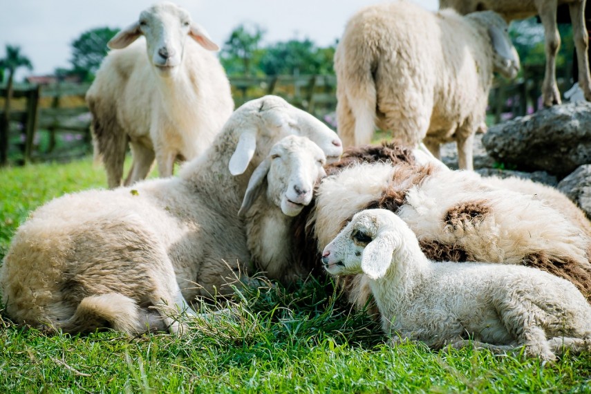 institutii din judetul constanta iau masuri in contextul focarelor de pesta si variola la caprine si ovine documente 66db0b9dc661b