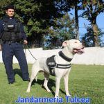 jandarmeriei tulcea si a marit echipa griff cel mai tanar caine jandarm 66f689d280501