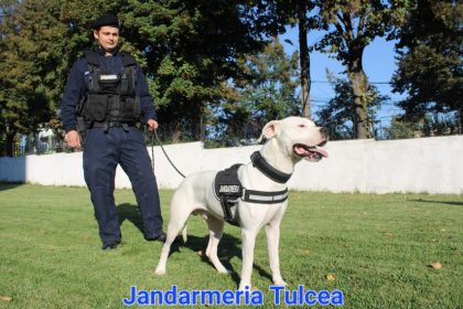 jandarmeriei tulcea si a marit echipa griff cel mai tanar caine jandarm 66f689d280501