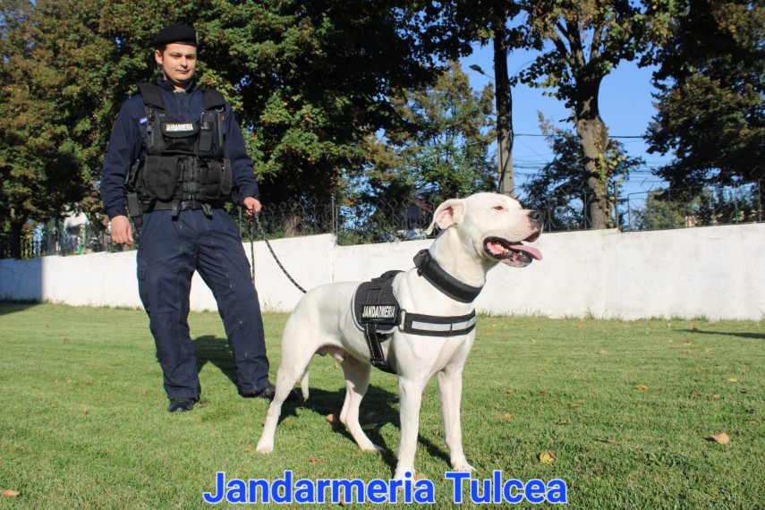 jandarmeriei tulcea si a marit echipa griff cel mai tanar caine jandarm 66f689d280501