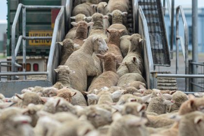 mai multe focare de rabie au fost descoperite la animalele domestice si salbatice in romania 66ed3b3beeae4