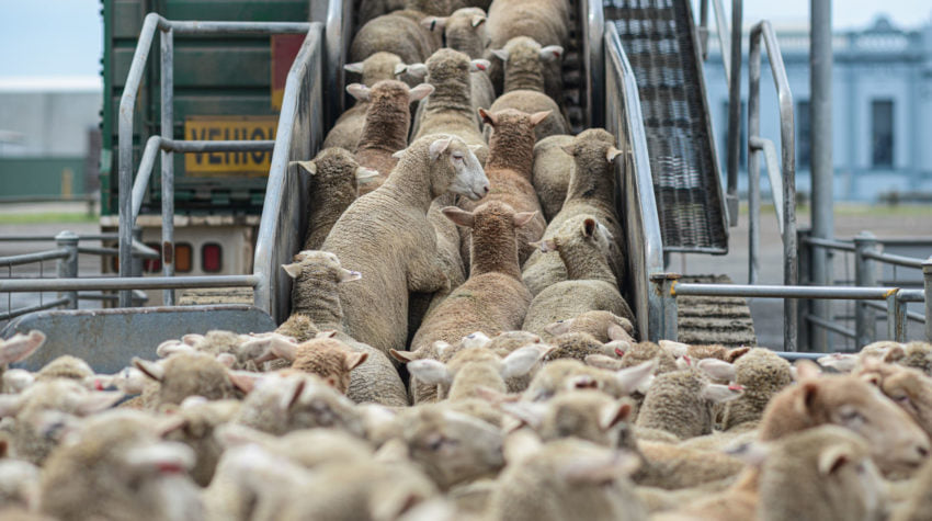 mai multe focare de rabie au fost descoperite la animalele domestice si salbatice in romania 66ed3b3beeae4