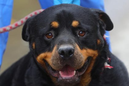 rock un rottweiler de rasa pura in varsta de 2 ani isi cauta un camin iubitor 66daaded0566e