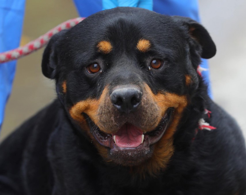 rock un rottweiler de rasa pura in varsta de 2 ani isi cauta un camin iubitor 66daaded0566e