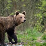 scandal pe transfagarasan un barbat cu un bebelus in brate i a injurat pe inginerii silvici care nu l au lasat sa se apropie de un urs 66e3f0ebe4806