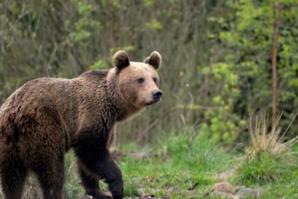 scandal pe transfagarasan un barbat cu un bebelus in brate i a injurat pe inginerii silvici care nu l au lasat sa se apropie de un urs 66e3f0ebe4806