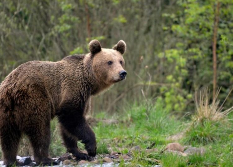 scandal pe transfagarasan un barbat cu un bebelus in brate i a injurat pe inginerii silvici care nu l au lasat sa se apropie de un urs 66e3f0ebe4806