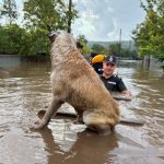 sfaturi pentru salvarea animalelor aflate in zonele afectate de inundatii 66f93059c8078