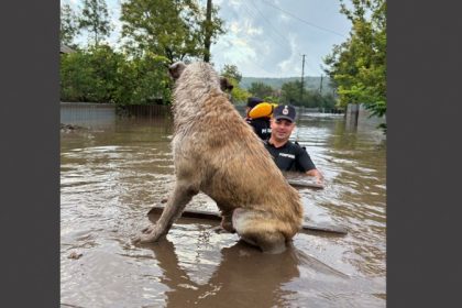 sfaturi pentru salvarea animalelor aflate in zonele afectate de inundatii 66f93059c8078