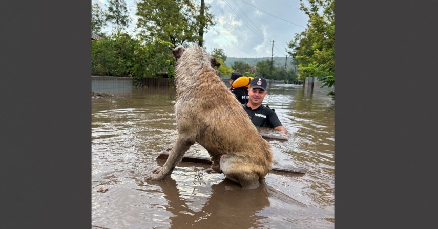 sfaturi pentru salvarea animalelor aflate in zonele afectate de inundatii 66f93059c8078