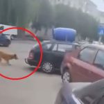 video un individ si a legat cainele de masina la navodari si l a plimbat pe strazi acum da cu subsemnatul la politie 66f159735e769