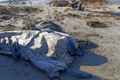 actiune de ecologizare a zonelor costiere din rezervatia biosferei delta dunarii zona sulina foto 67123a92c0fb0