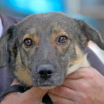 campania adopta un catel continua iata o parte din cateii disponibili foto 66ff8e8e0f6d4