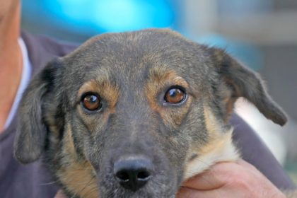 campania adopta un catel continua iata o parte din cateii disponibili foto 66ff8e8e0f6d4