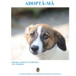 continua campania adopta un catel in municipiul constanta adoptia este gratuita 66fd28f9b8156