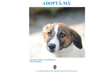 continua campania adopta un catel in municipiul constanta adoptia este gratuita 66fd28f9b8156