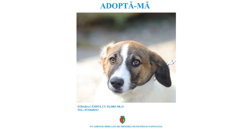 continua campania adopta un catel in municipiul constanta adoptia este gratuita 66fd28f9b8156