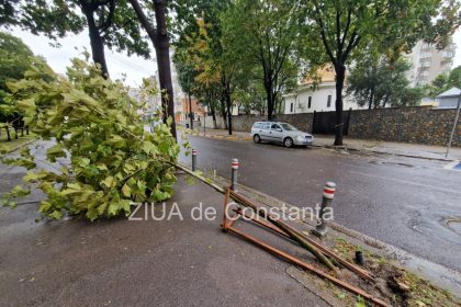 copac smuls din radacina de vantul puternic pe strada mircea din constanta foto 66fbc7a4abc11