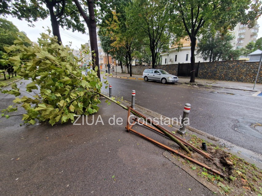 copac smuls din radacina de vantul puternic pe strada mircea din constanta foto 66fbc7a4abc11