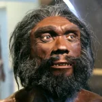 homo heidelbergensis una dintre cele mai misterioase specii umane primul stramos al europenilor un vanator musculos cu creier mare 67063a98a697e