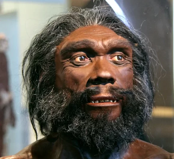 homo heidelbergensis una dintre cele mai misterioase specii umane primul stramos al europenilor un vanator musculos cu creier mare 67063a98a697e