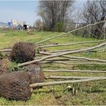 la navodari a demarat campania de toamna privind plantarile de arbori 6723803c41d58