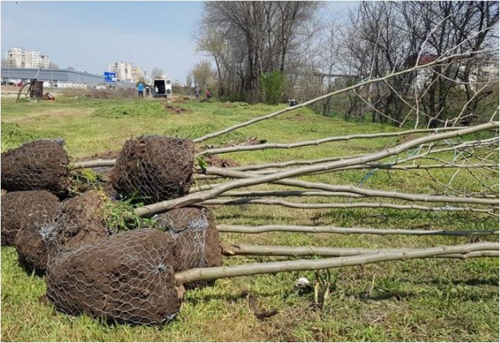 la navodari a demarat campania de toamna privind plantarile de arbori 6723803c41d58