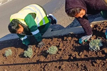 lucrari de intretinere a spatiilor verzi in cartierele constantei 671a5577ba46d