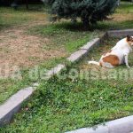 primaria constanta vrea sa plateasca peste 100 000 de euro pentru asistenta sanitar veterinara la capturarea cainilor fara stapan 66fe60c2641db