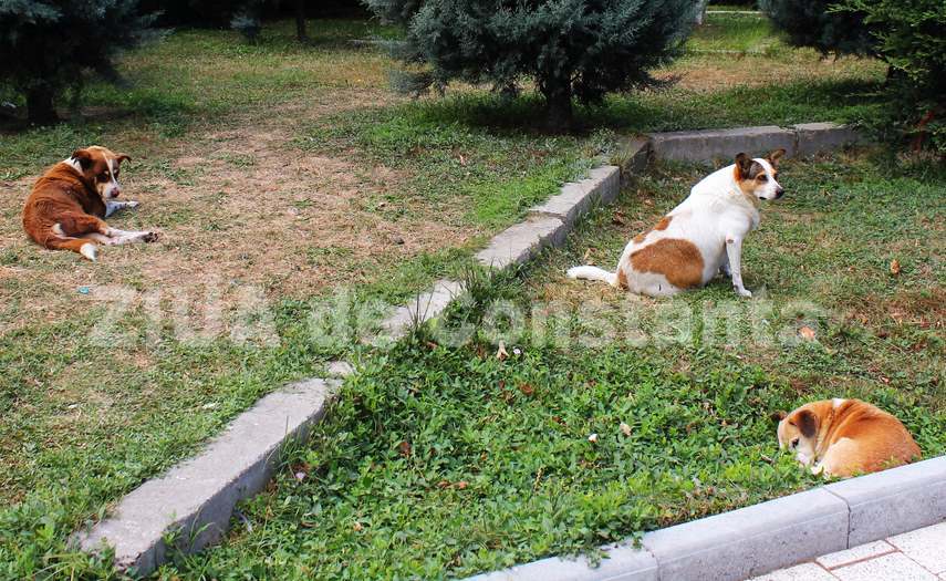 primaria constanta vrea sa plateasca peste 100 000 de euro pentru asistenta sanitar veterinara la capturarea cainilor fara stapan 66fe60c2641db