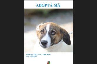 constantenii se alatura campaniei adopta un catel 673da55e1dc35