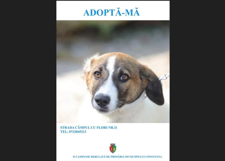 constantenii se alatura campaniei adopta un catel 673da55e1dc35