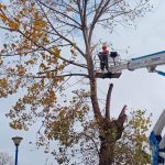 continua lucrarile de toaletare si corectie a arborilor in constanta 673b4c2d11dfd