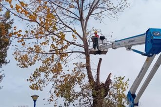 continua lucrarile de toaletare si corectie a arborilor in constanta 673b4c2d11dfd