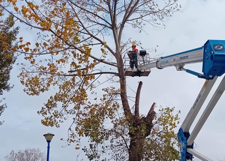 continua lucrarile de toaletare si corectie a arborilor in constanta 673b4c2d11dfd