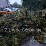 copaci si crengi cazute pe strazile din constanta unul a cazut peste o masina 674064eba5b93