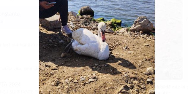 lebada ranita gasita in portul agigea din constanta 6724b1e6272d8