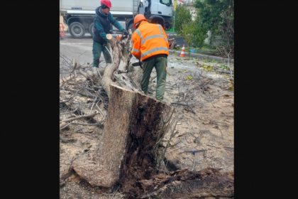 lucrari de toaletare si corectie a arborilor in municipiul constanta 673b43401330e